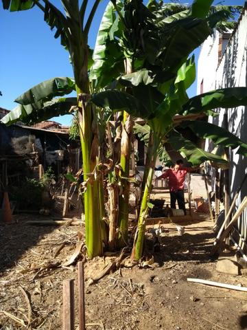 Vendo ou Troco Por Chácara Uma Casa no Arapoanga com Uma Loja , Terreno 675Metros - Foto 11