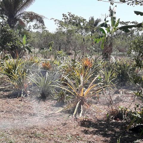 Vendo ou troco Chácara na Transacreana ( *) - Foto 3