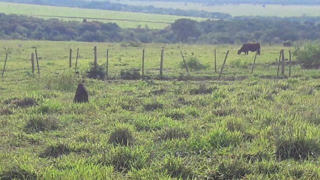 Fazenda de pecuária - Foto 17