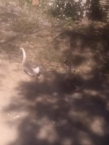 Vendo casal de ganso africano