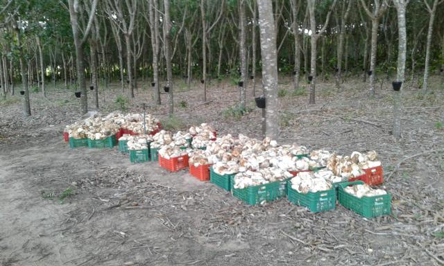 Fazenda Montanha - Foto 15