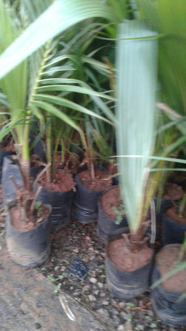 Grama e mudas de eucalipto-Frutíferas frutos, limão,ponkan, etc.- montamos seu pomar- - Foto 5