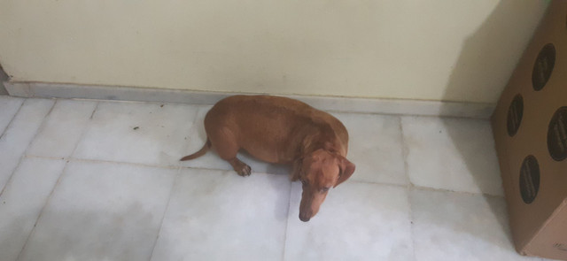 Filhotes de Dachshund ( Salsicha)