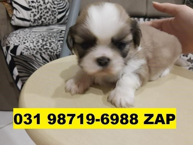 Canil Top Pet Cães Filhotes BH Lhasa Yorkshire Basset Shihtzu Maltês