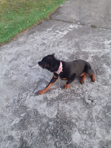 Rottweile
