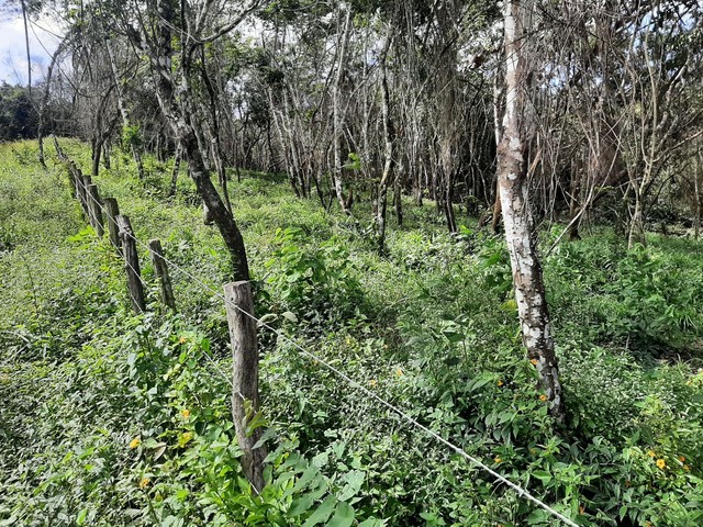 LOTES ENTRE MULUNGU E GUARAMIRANGA  - Foto 4