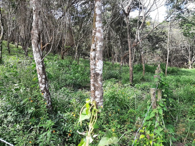 LOTES ENTRE MULUNGU E GUARAMIRANGA  - Foto 5