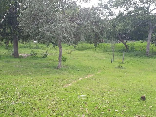 Fazenda em Lizarda. 7 mil por alqueire.