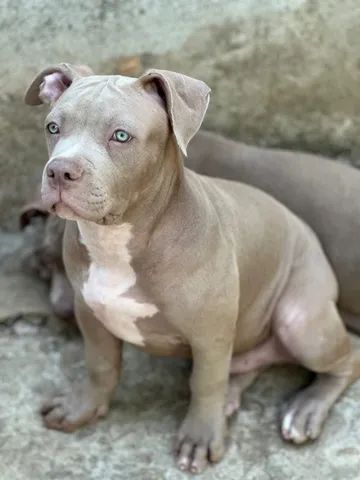 Cachorro Pitbull - Grande Belo Horizonte, Minas Gerais