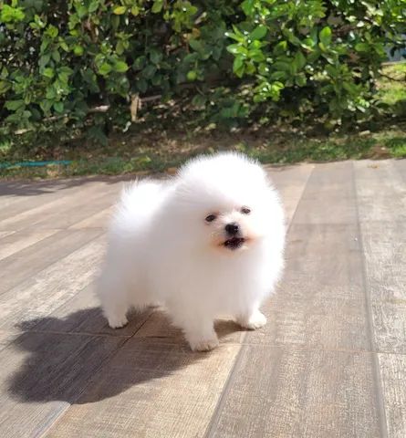 Spitz Alemão Macho12x sem juros pediree CBKC - Foto 4