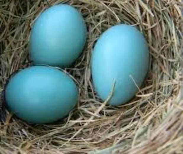 Casal de Galinhas Ameraucana - Foto 3