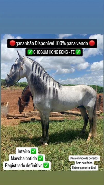 Garanhão Mangalarga Marchador - Foto 3