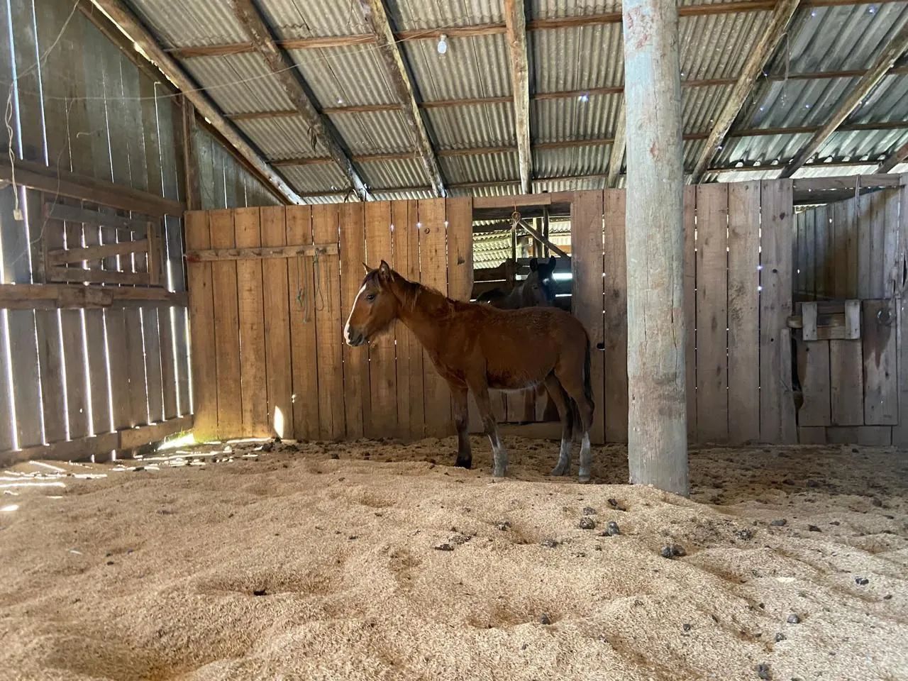 Potro crioulo - Foto 2