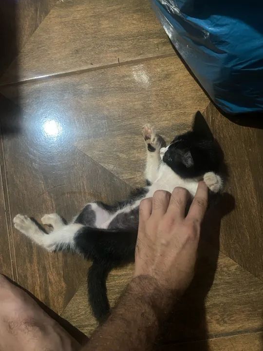 Gatinho preto e branco para adoção - Foto 2