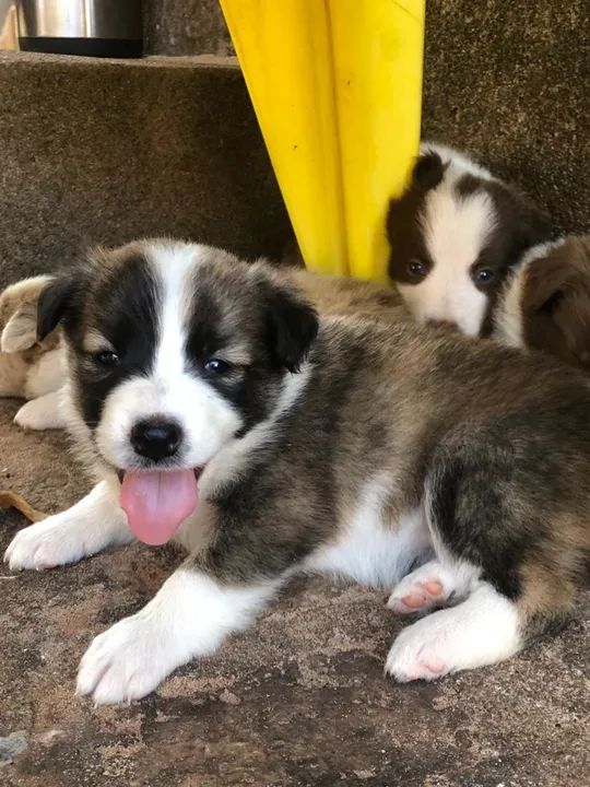 Border Collie - Foto 3