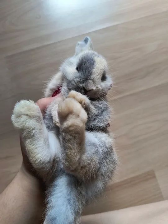 Filhotes de coelho Netherlands  - Foto 2