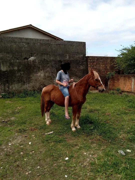 Cavalo criolo  para venda