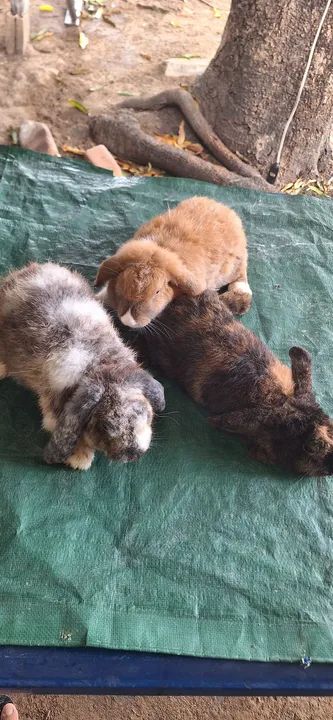 Vendo coelhos adultos mini lop  - Foto 4