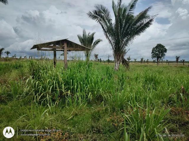 Fazenda em Cantanhede do Maranhão 