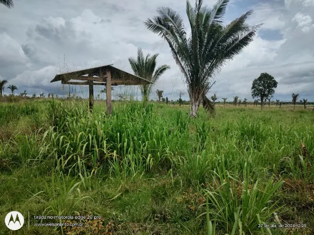 Fazenda em Cantanhede do Maranhão