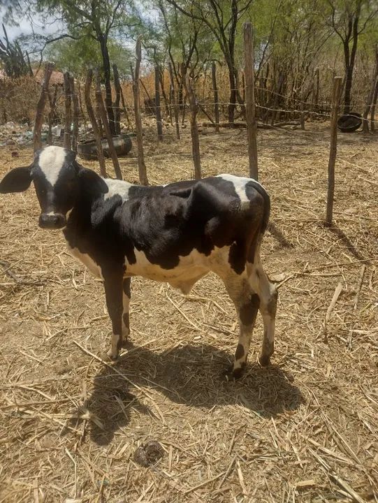 vendem-se 05 bezerros