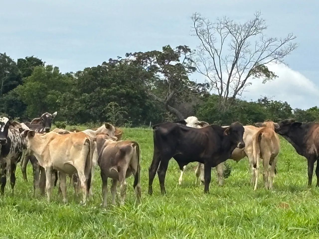 16 Bezerros Anelorado (Bonfinopolis) - Foto 2