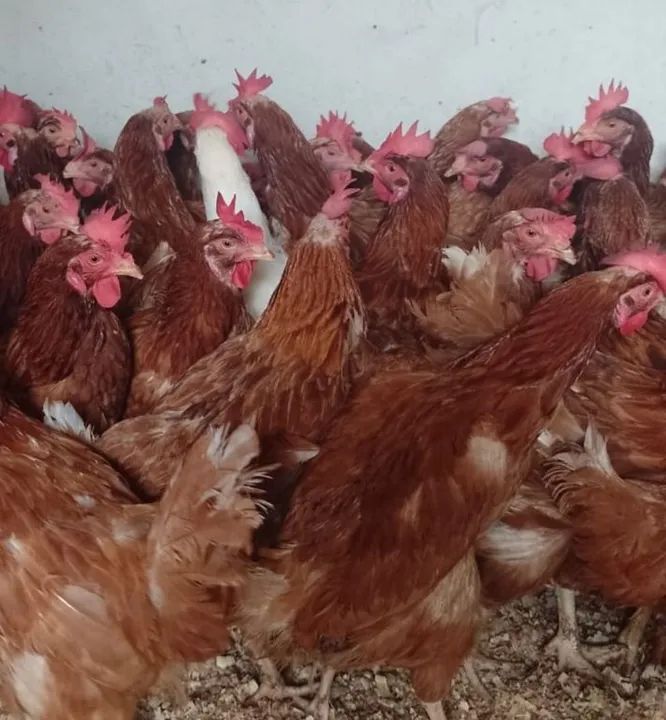 Galinha poedeira adulta - Foto 2