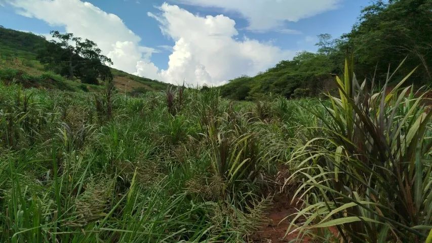 Fazenda em Riacho das Almas/PE à Venda (FA0076-DV) - Foto 5