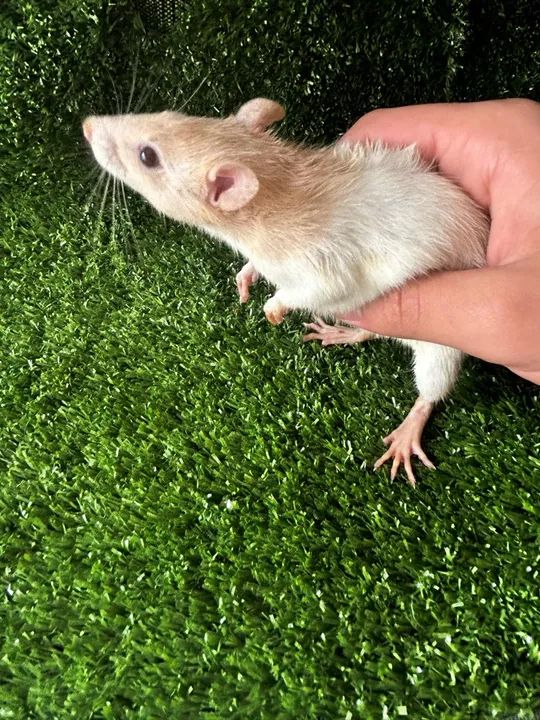 Rato Twister - criação saldavel - Foto 2