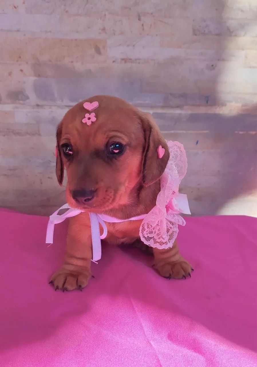 Basset Dachshund salsicha- Receba ainda hoje!  - Foto 2