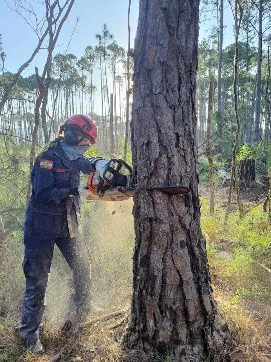 Corte e poda de árvores  - Foto 2