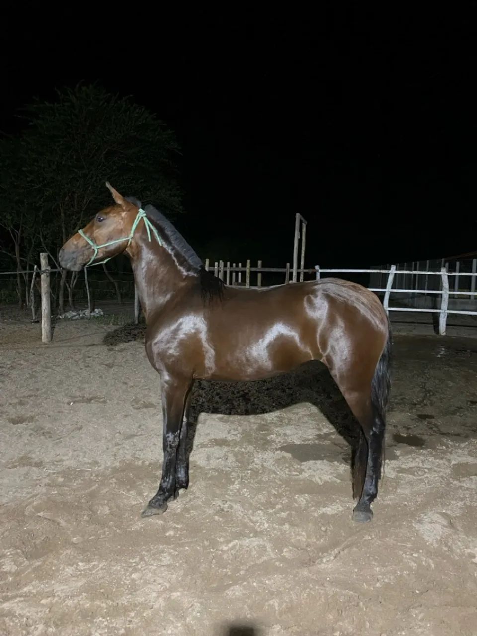 Égua de marcha batida 