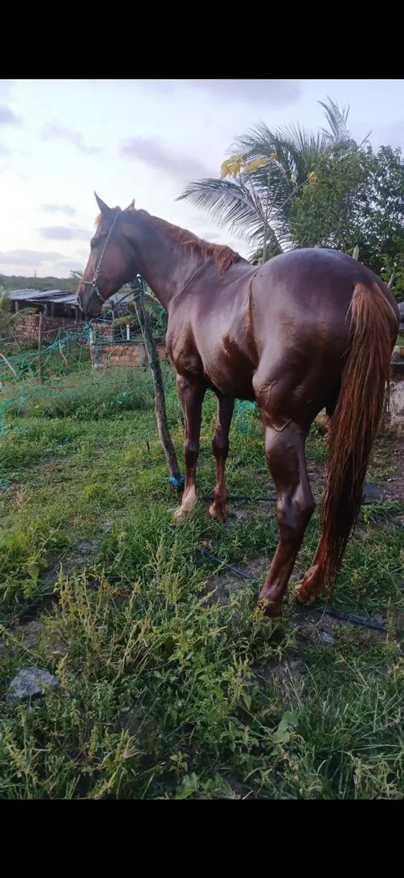 Cobertura de cavalo  - Foto 6