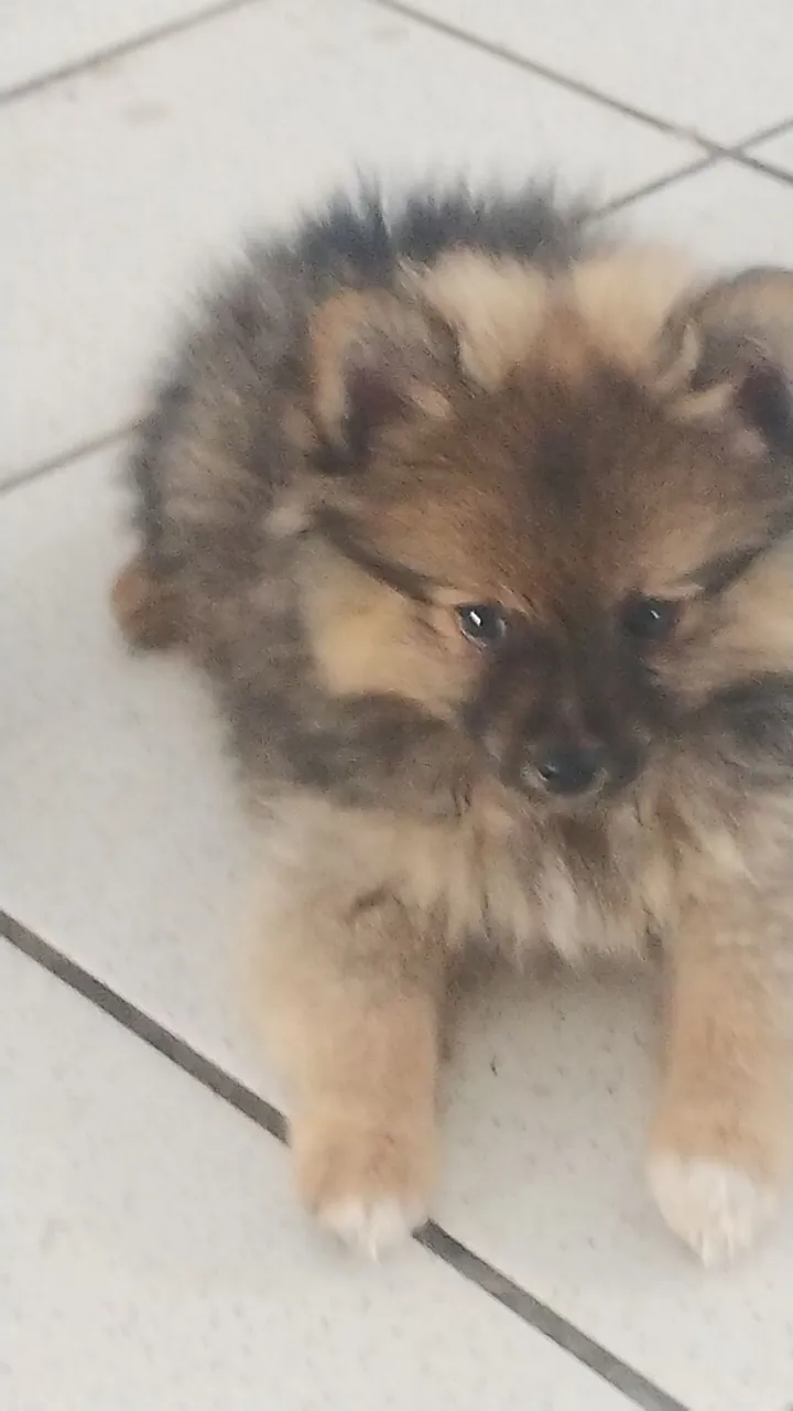  Vendo um lindo filhotinho de Spitz Alemão !