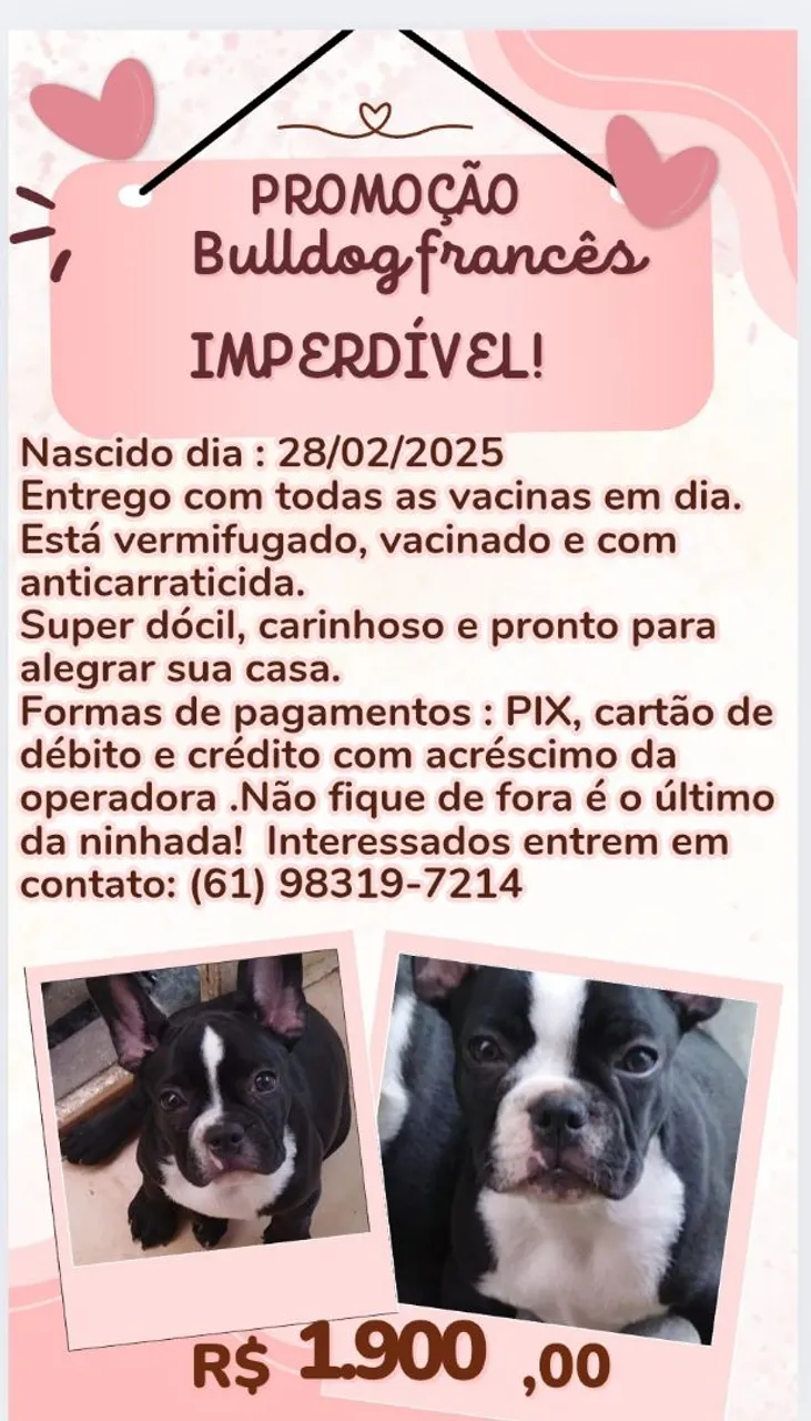 Bulldog Francês Filhote - Promoção!