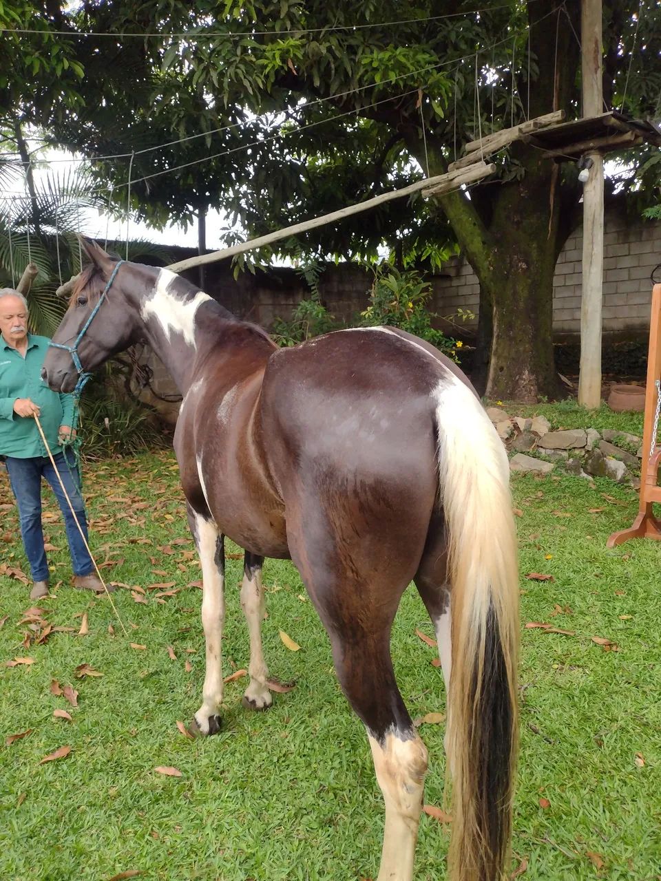 Égua campolina - Foto 4