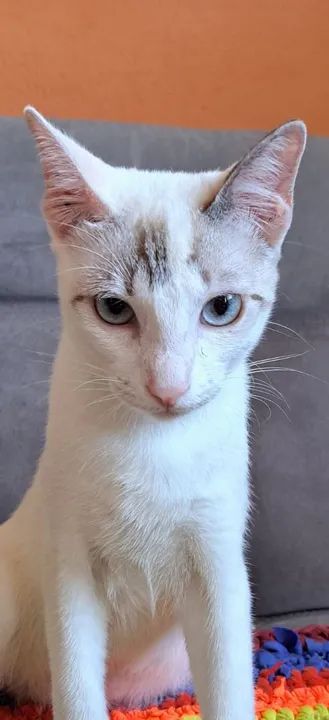 Gatinha Branca - Foto 2