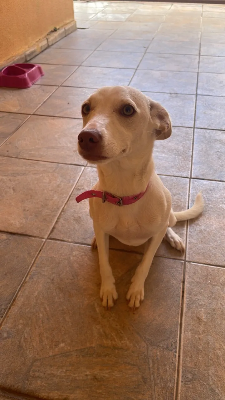 Linda cachorra para adoção
