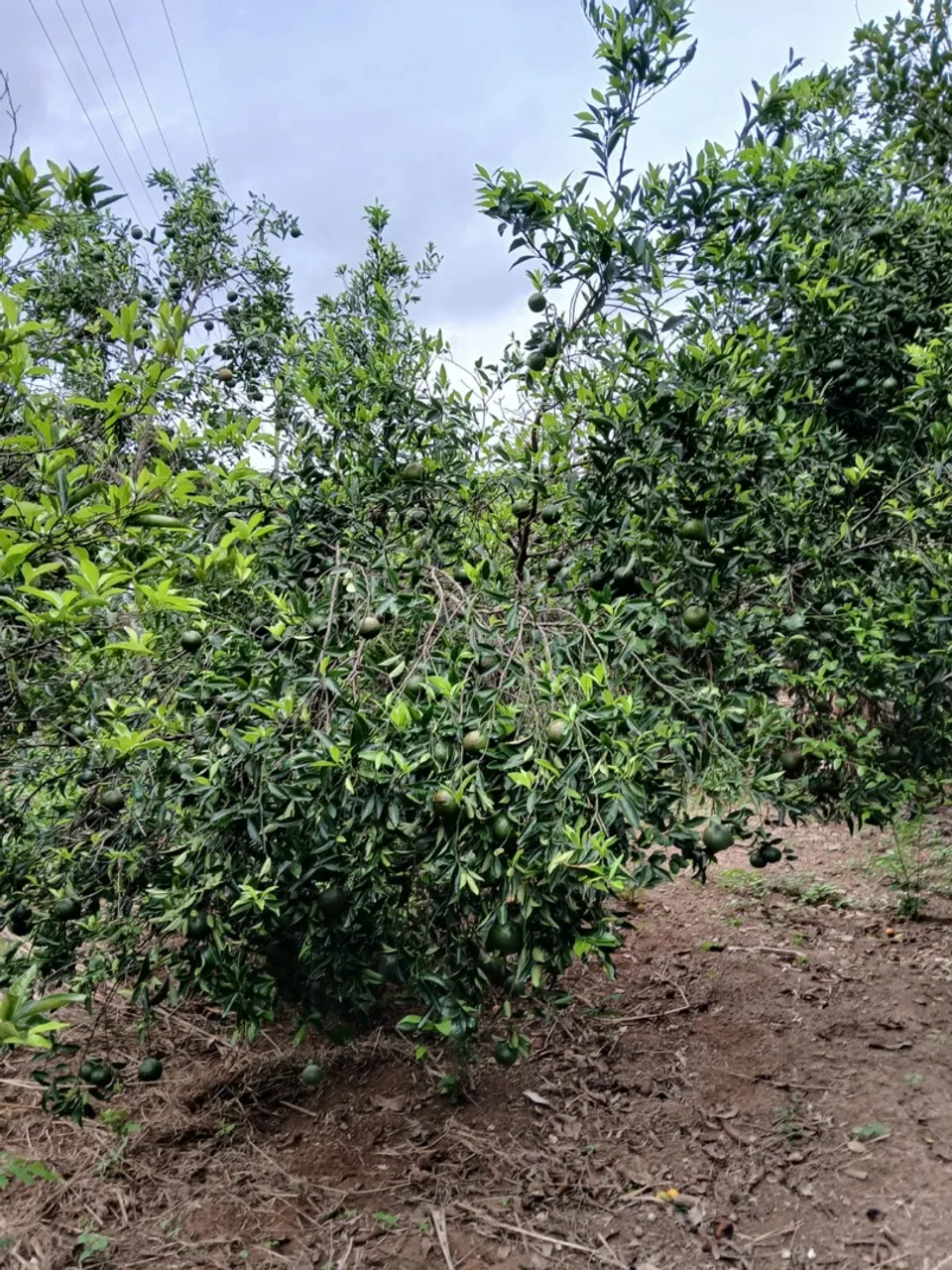 Vendo terreno em Marataízes- Timbó 3