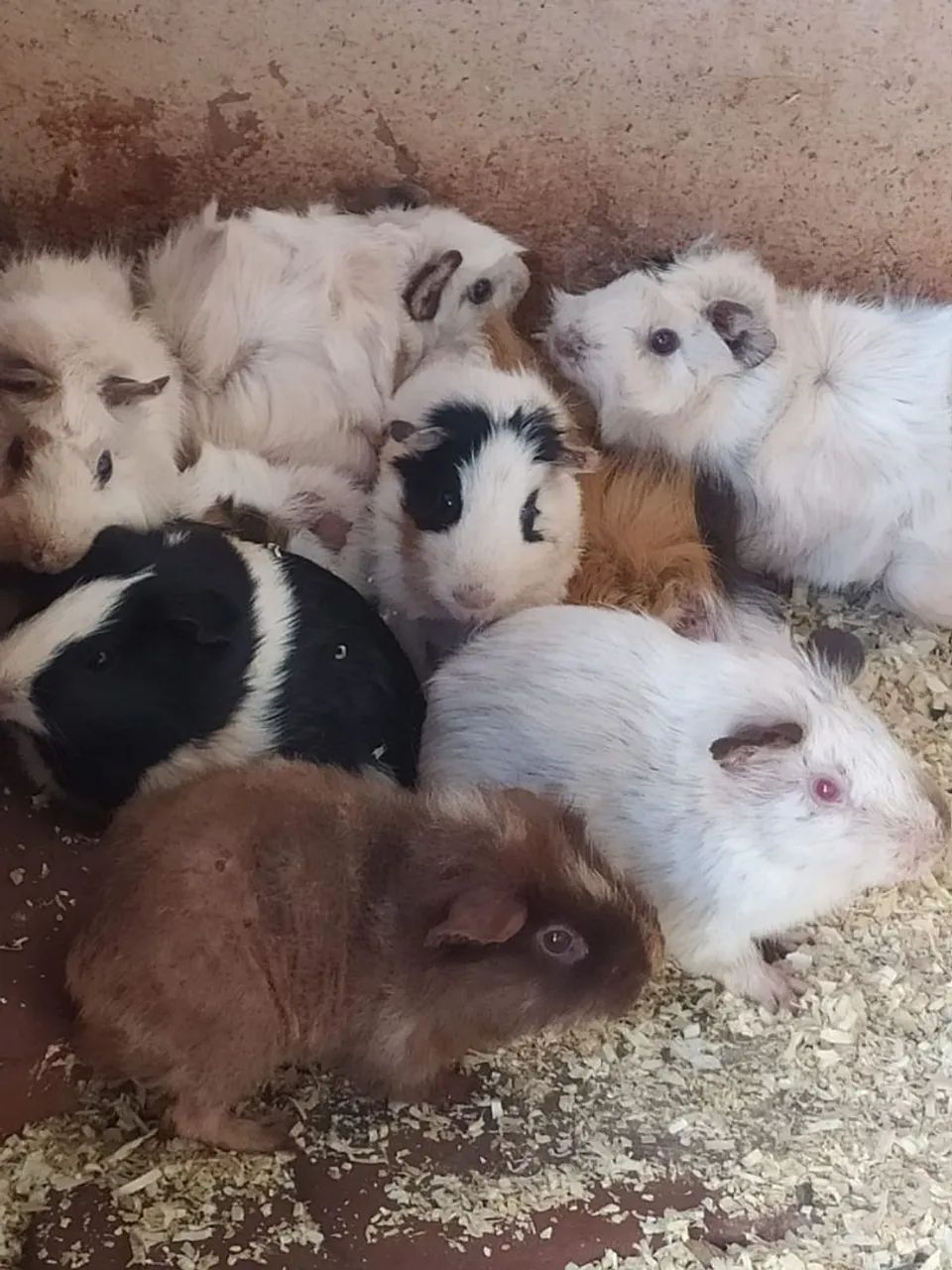 Porquinho da india - Foto 4