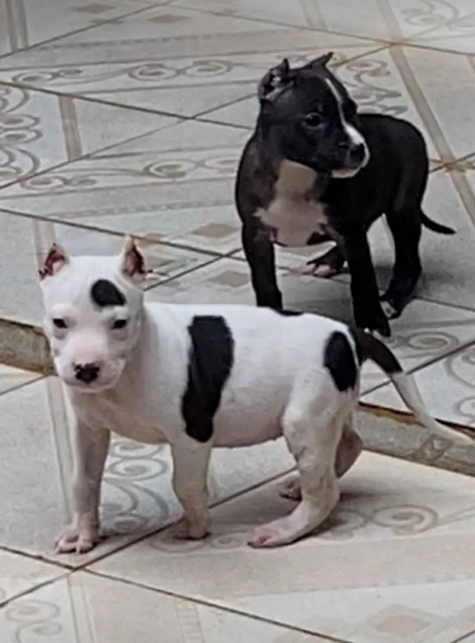 PITBULL FILHOTES BLACK NOSE VACINADOS-DIVIDO NO CARTÃO 
