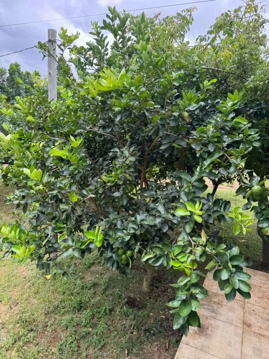 = Pequena Chácara para Finais de Semana  Ótima Localização !