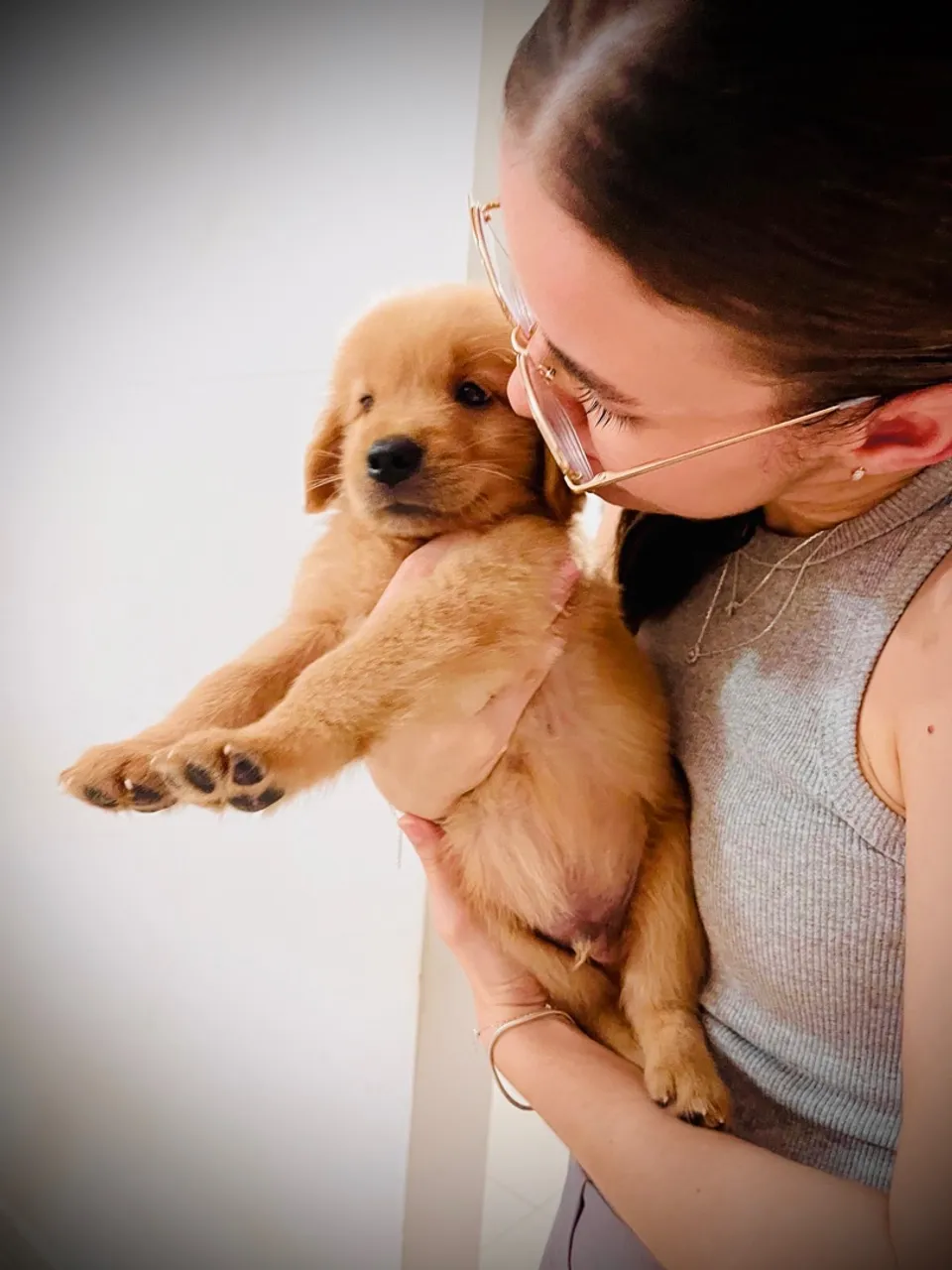 Filhote de Golden Retriever