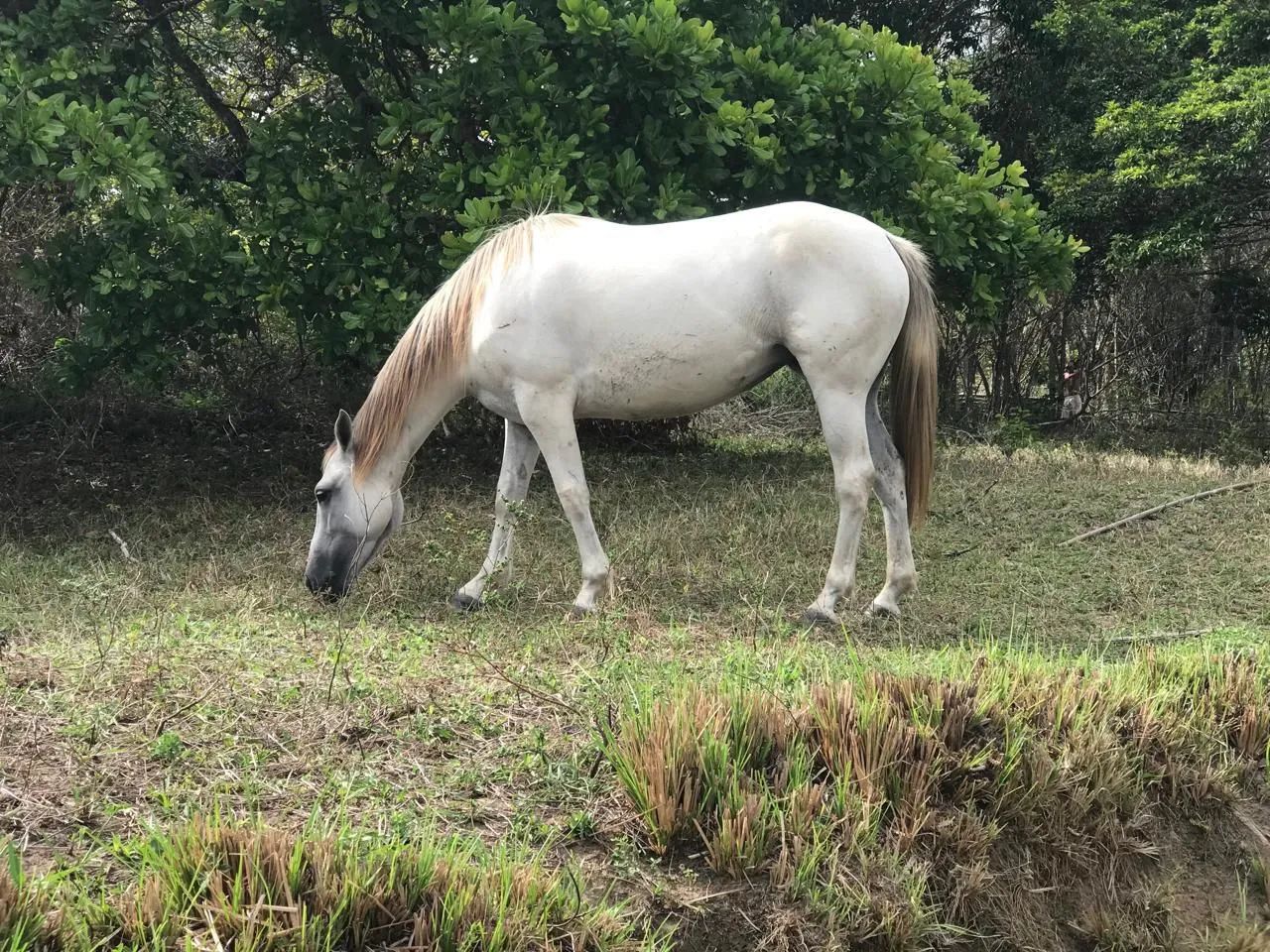 Égua de esteira  - Foto 4