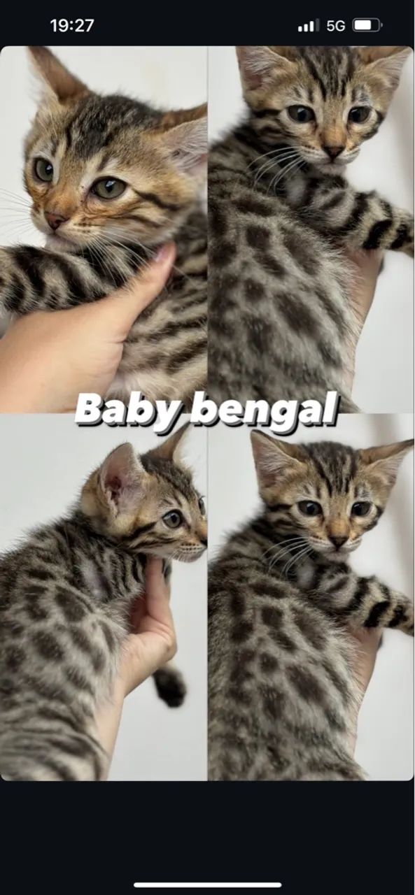 Dois filhotes de Bengal (FÊMEA)