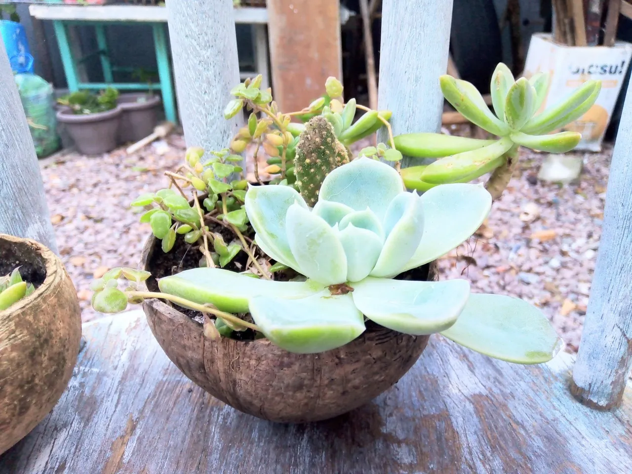 Mini jardim de suculentas em coco