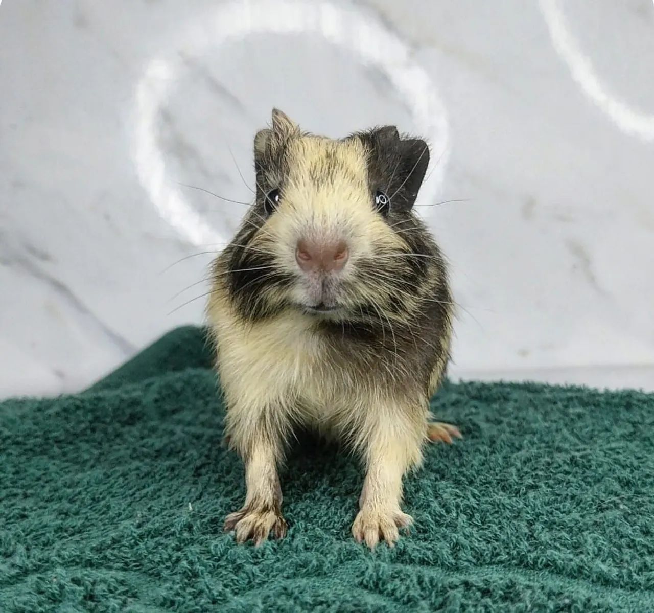 Porquinho da Índia fofinho - Foto 2