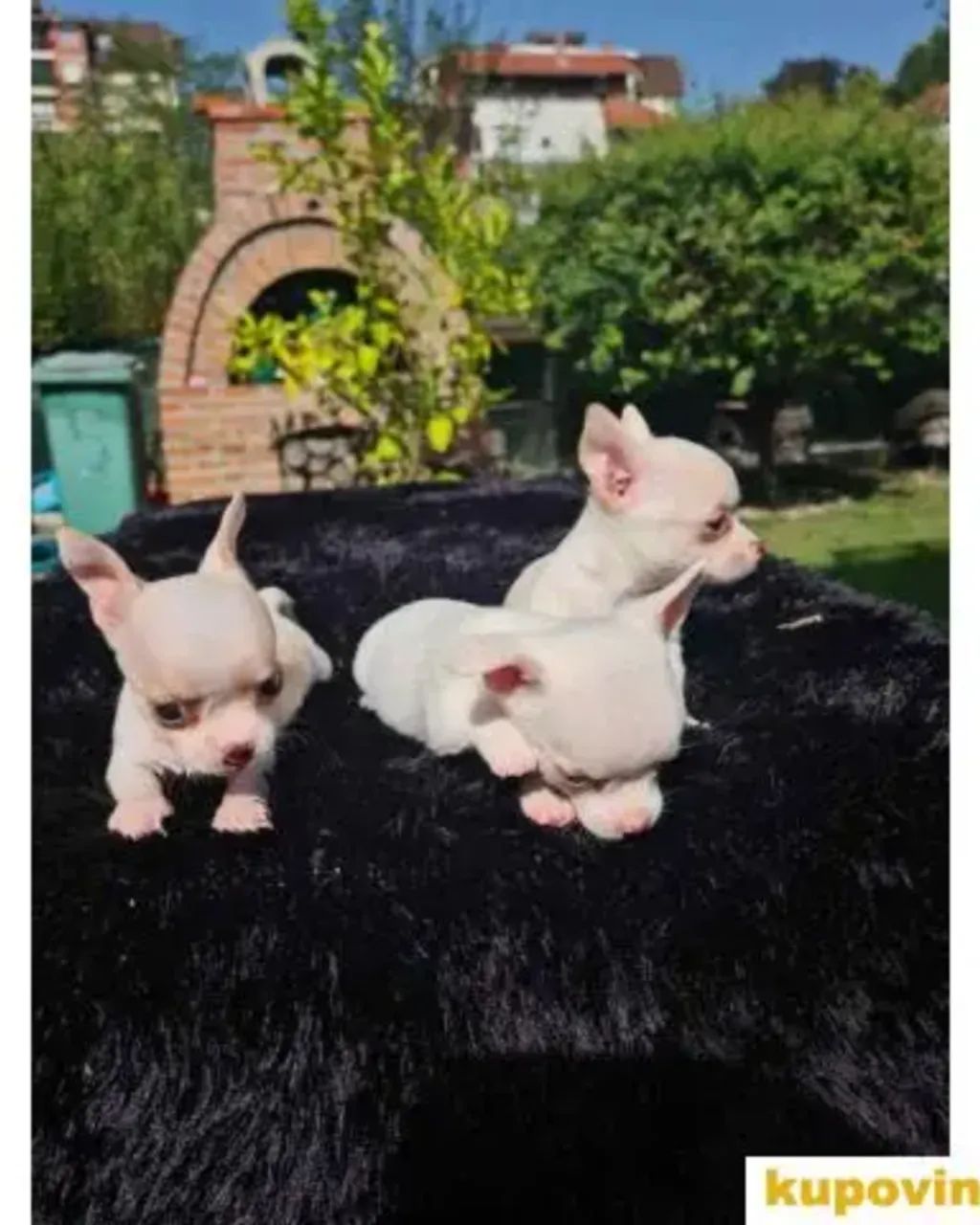 Compre um Chihuahua: Seu Novo Xodó
