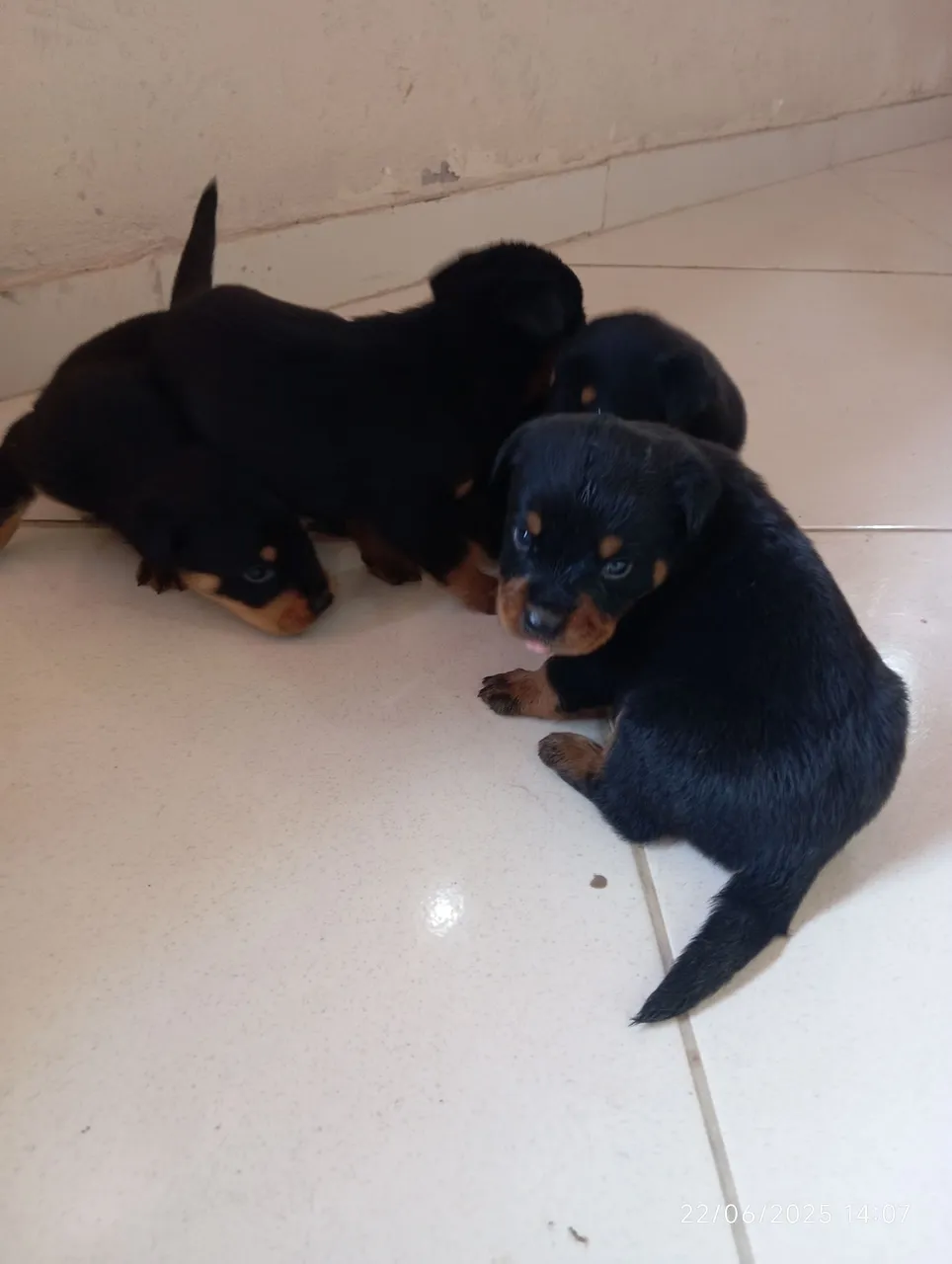 Filhotes de Rottweiler puros para adoção
