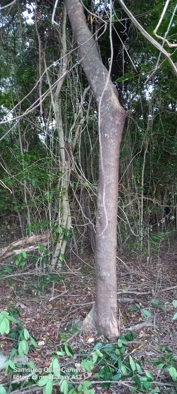 Poda de árvores limpeza e remoção dos resíduos 